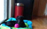 Maja-new-bed-and-toy.jpg