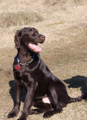 Stan the Flatcoat Retriever