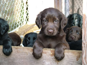 Flatcoat retriever puppies